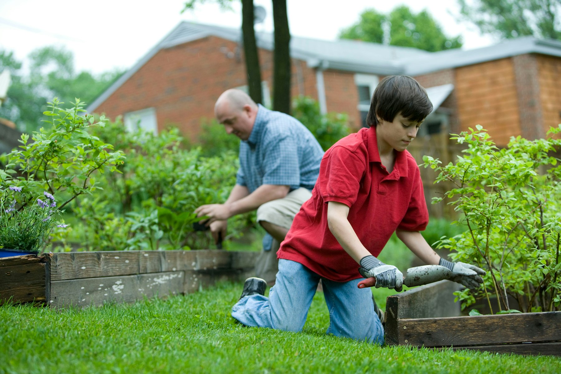 Gartenhilfe an Hochbeeten Ein Jugendlicher im roten Poloshirt hilft einem Mann bei der Arbeit an Hochbeeten im Garten.
